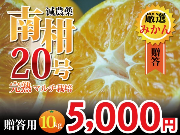 画像1: 愛媛みかん　マルチ栽培　南柑20号　贈答用10kg (1)