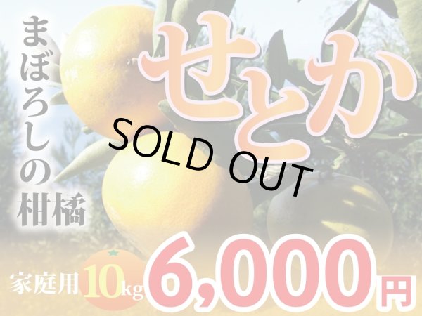 画像1: 愛媛みかん　減農薬　せとか　家庭用10kg　M〜3L (1)