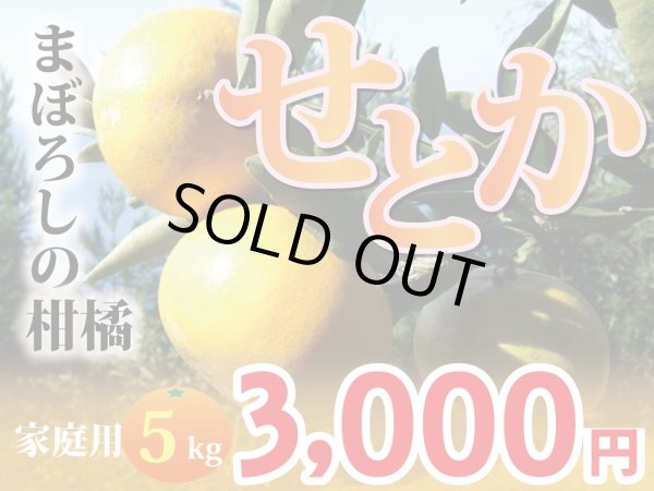 画像1: 愛媛みかん　減農薬　せとか　家庭用5kg　M〜3L (1)